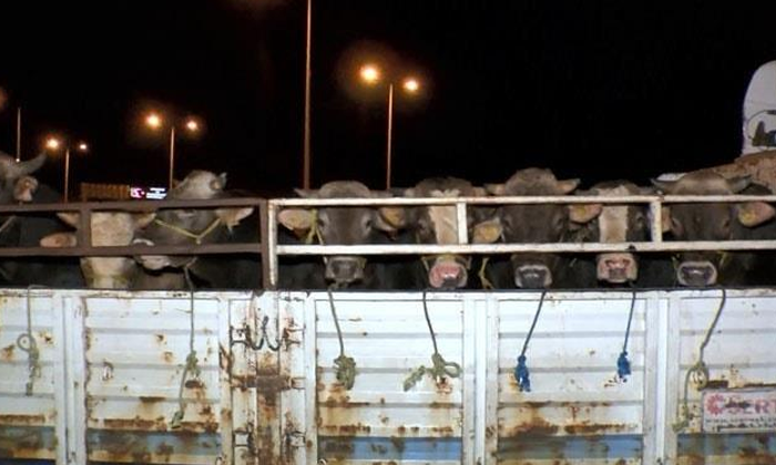 Kurbanlıklar İstanbul’a giriş yapmaya başladı